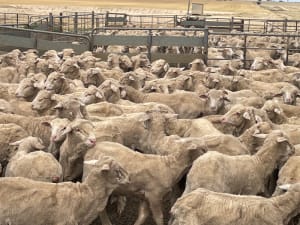 705 Purebred Merino Store Wether Lambs, A+ White Wool, Gnowangerup WA - Agora Livestock listing VDPIED1