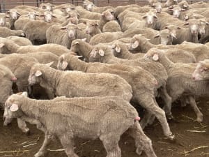 294 Quality Merino Store Wether Lambs, White Wool, Gnowangerup WA - Agora Livestock listing DVOID65