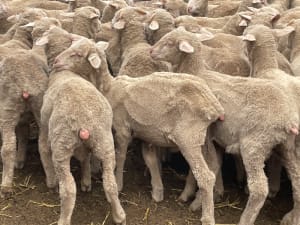 581 Merino Store Wether Lambs, Quality White Wool, Gnowangerup WA - Agora Livestock listing MKPILO1