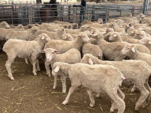 581 Merino Store Wether Lambs, Quality White Wool, Gnowangerup WA - Agora Livestock listing MKPILO1