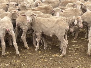 581 Merino Store Wether Lambs, Quality White Wool, Gnowangerup WA - Agora Livestock listing MKPILO1