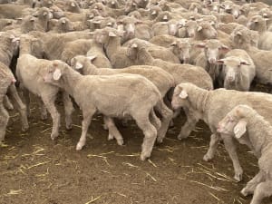 581 Merino Store Wether Lambs, Quality White Wool, Gnowangerup WA - Agora Livestock listing MKPILO1