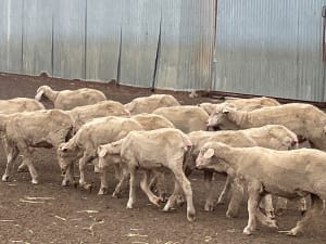 705 Purebred Merino Store Wether Lambs, A+ White Wool, Gnowangerup WA - Agora Livestock listing VDPIED1