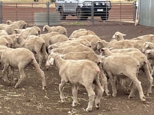 705 Purebred Merino Store Wether Lambs, White Wool, Gnowangerup WA - Agora Livestock listing Z0GBW5R