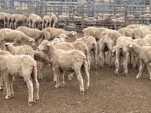 705 Purebred Merino Store Wether Lambs, White Wool, Gnowangerup WA - Agora Livestock listing Z0GBW5R