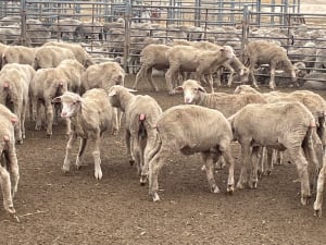705 Purebred Merino Store Wether Lambs, White Wool, Gnowangerup WA - Agora Livestock listing Z0GBW5R