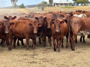 108 PTIC Shorthorn Heifers, Spry Blood, Vendor Bred, Gulgong NSW - Agora Livestock listing 6XZIRDX