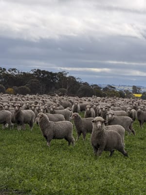 1000 bare shorn Merino ewes (December delivery), Borderdale WA - Agora Livestock listing X5ZSPXK