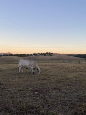 Purebred Speckle Park Bull, Quiet & Low Birth Weight, Branxton NSW - Agora Livestock listing PZPI0MQ