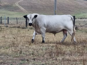Purebred Speckle Park Bull, Quiet & Low Birth Weight, Branxton NSW - Agora Livestock listing PZPI0MQ