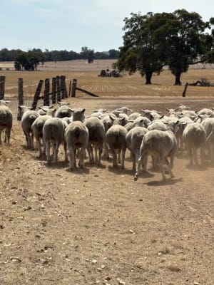Grain-Fed Crossbred Lambs 34-44kg, LPA Accredited, Changerup WA - Agora Livestock listing NDPIGMK