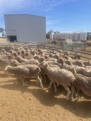 Cranmore Blood Merino Ewes — Complete Flock Dispersal, Mogumber-Yarawindah Road WA - Agora Livestock listing X5ZSEM