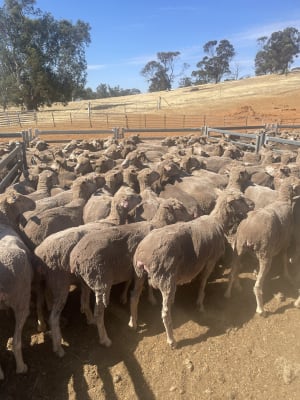 Cranmore Blood Merino Ewes — Complete Flock Dispersal, Mogumber-Yarawindah Road WA - Agora Livestock listing X5ZSEM