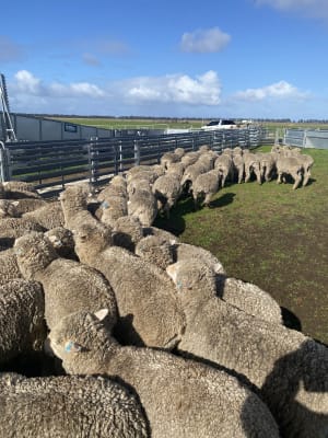 Purebred Merino Wether Lambs, ave 41kg on Pellets, Chadwick WA - Agora Livestock listing NDPI5G