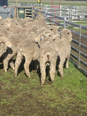 Purebred Merino Wether Lambs, ave 41kg on Pellets, Chadwick WA - Agora Livestock listing NDPI5G