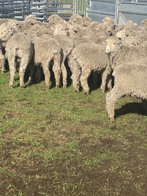 Purebred Merino Wether Lambs, ave 41kg on Pellets, Chadwick WA - Agora Livestock listing NDPI5G