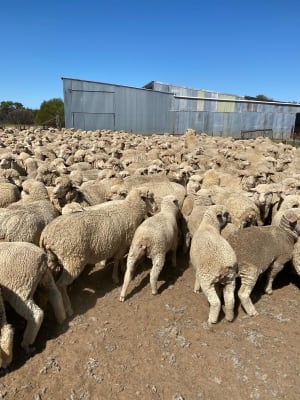 Red Tag Purebred Merino Ewe Hoggets, Breeding, Chadwick WA - Agora Livestock listing NDPIZP