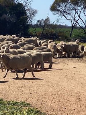 Red Tag Purebred Merino Ewe Hoggets, Breeding, Chadwick WA - Agora Livestock listing NDPIZP