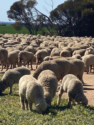 Red Tag Purebred Merino Ewe Hoggets, Breeding, Chadwick WA - Agora Livestock listing NDPIZP