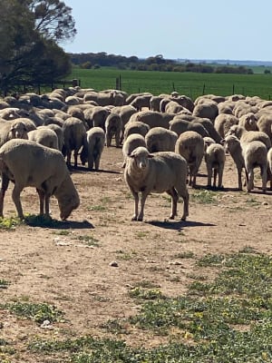 Red Tag Purebred Merino Ewe Hoggets, Breeding, Chadwick WA - Agora Livestock listing NDPIZP
