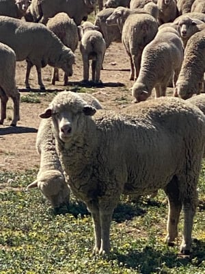 Red Tag Purebred Merino Ewe Hoggets, Breeding, Chadwick WA - Agora Livestock listing NDPIZP