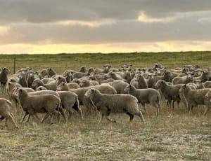 Vendor-Bred Border Leicester Ewe Lambs, Grass-Fed, Yathroo WA - Agora Livestock listing 3QOIZ2