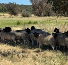 500 SIL Purebred Dorper Ewes, Lambs at Foot, Bibra Lake WA - Agora Livestock listing 2YXIKV1