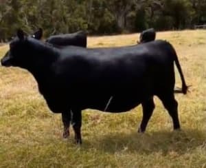65 PTIC Purebred Angus Breeding Heifers, Bibra Lake WA - Agora Livestock listing 2YXIK11