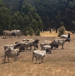 500 SIL Purebred Dorper Ewes, Lambs at Foot, Bibra Lake WA - Agora Livestock listing 2YXIKV1