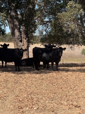 40 PTIC Purebred Angus Cows — Herd Dispersal, Quiet 4th Calvers, Bibra Lake WA - Agora Livestock listing NDPI2Q1