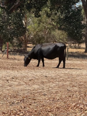 40 PTIC Purebred Angus Cows — Herd Dispersal, Quiet 4th Calvers, Bibra Lake WA - Agora Livestock listing NDPI2Q1