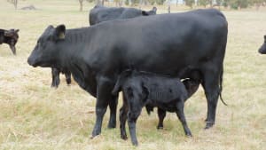 90 Purebred Angus Cows & Calves at Foot, Vendor Bred, Bibra Lake WA - Agora Livestock listing 01KA075