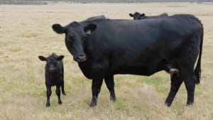 90 Purebred Angus Cows & Calves at Foot, Vendor Bred, Bibra Lake WA - Agora Livestock listing 01KA075