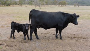 90 Purebred Angus Cows & Calves at Foot, Vendor Bred, Bibra Lake WA - Agora Livestock listing 01KA075