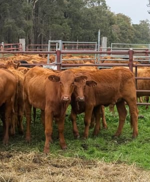 28  Flatback- Pastoral  Heifers, Bibra Lake WA - Agora Livestock listing Y4LU516
