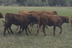 28  Flatback- Pastoral  Heifers, Bibra Lake WA - Agora Livestock listing Y4LU516