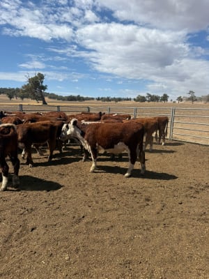 50 Vendor-Bred Hereford X Yearling Steers, Weighed, Bibra Lake WA - Agora Livestock listing 5LEIXW6