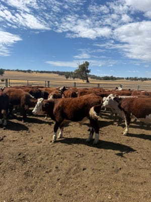 50 Vendor-Bred Hereford X Yearling Steers, Weighed, Bibra Lake WA - Agora Livestock listing 5LEIXW6