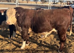 Well-Handled Poll Hereford Stud Bulls, Quiet Temperament, Bibra Lake WA - Agora Livestock listing 1N0ION3
