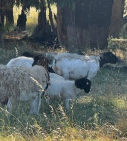 500 SIL Purebred Dorper Ewes, Lambs at Foot, Bibra Lake WA - Agora Livestock listing 2YXIKV1