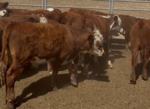 161 Hereford Cross Yearling Steers, Weighed & Fit to Load, Bibra Lake WA - Agora Livestock listing 1N0IO53
