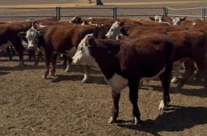 161 Hereford Cross Yearling Steers, Weighed & Fit to Load, Bibra Lake WA - Agora Livestock listing 1N0IO53