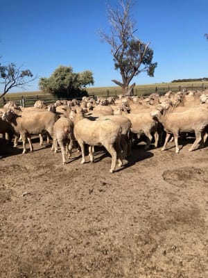 255 Outstanding WA Ewes for sale, Kellerberrin WA - Agora Livestock listing QVPILD2