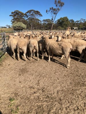 255 Outstanding WA Ewes for sale, Kellerberrin WA - Agora Livestock listing QVPILD2
