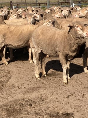 255 Outstanding WA Ewes for sale, Kellerberrin WA - Agora Livestock listing QVPILD2