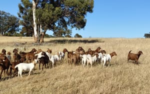 Purebred Boer Does, Unmated & Vendor Bred, Darkan WA - Agora Livestock listing K2PCLOO