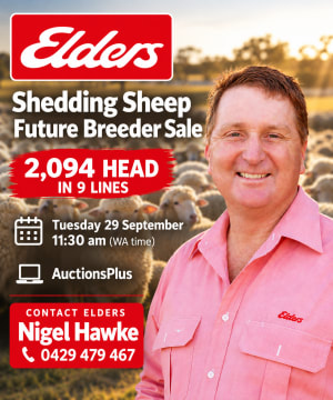 2100 Sheepmaster & Ultra White Future Breeder Ewe Lambs ( A+ Tuesday Sep 29 11:30am WST ), Albany region WA - Agora Livestock listing MKPILZK