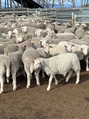 1128  WA New season mixed sex Ultra White lambs, Albany region WA - Agora Livestock listing 4Z6IDLY