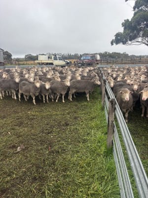 434 Merino Ewes SIL to Sheep Master Rams, Due May, Albany region WA - Agora Livestock listing MKPILXR