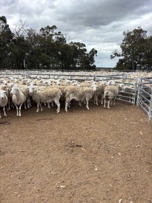 619 SIL Composite Shedding Ewes to Aussie White Rams, Albany region WA - Agora Livestock listing R2PC7RK